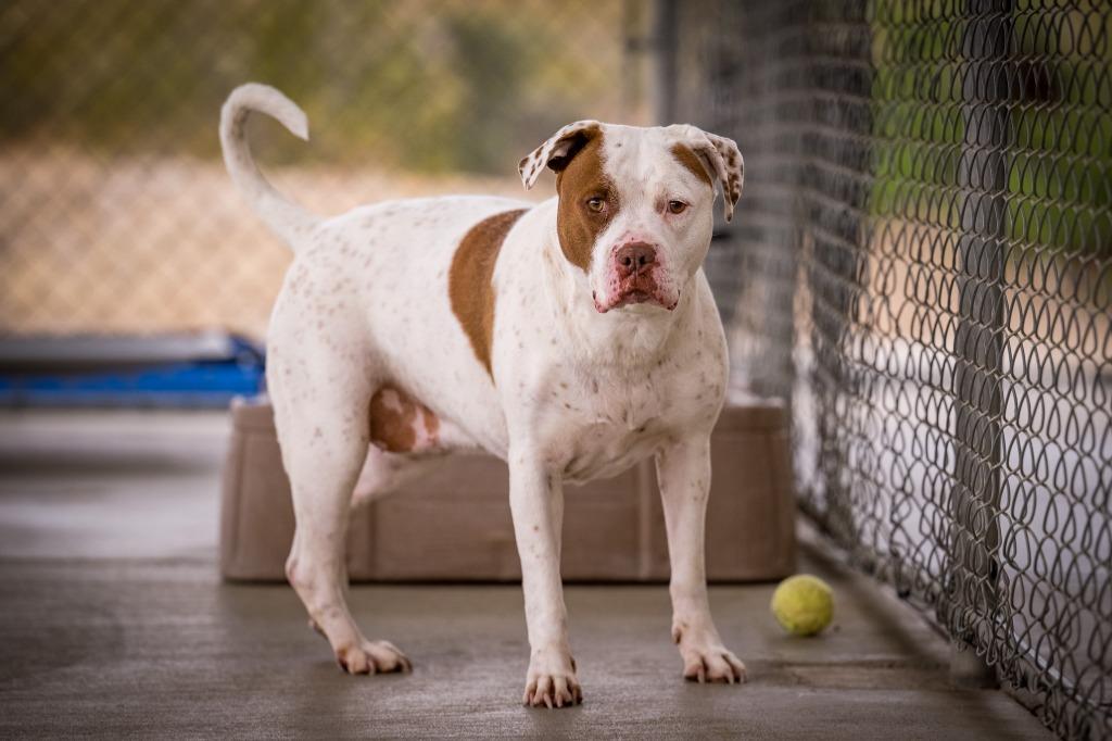 Enlarge Chancey, a Adoptable Pit Bull Terrier in Twentynine Palms, CA image 5/6