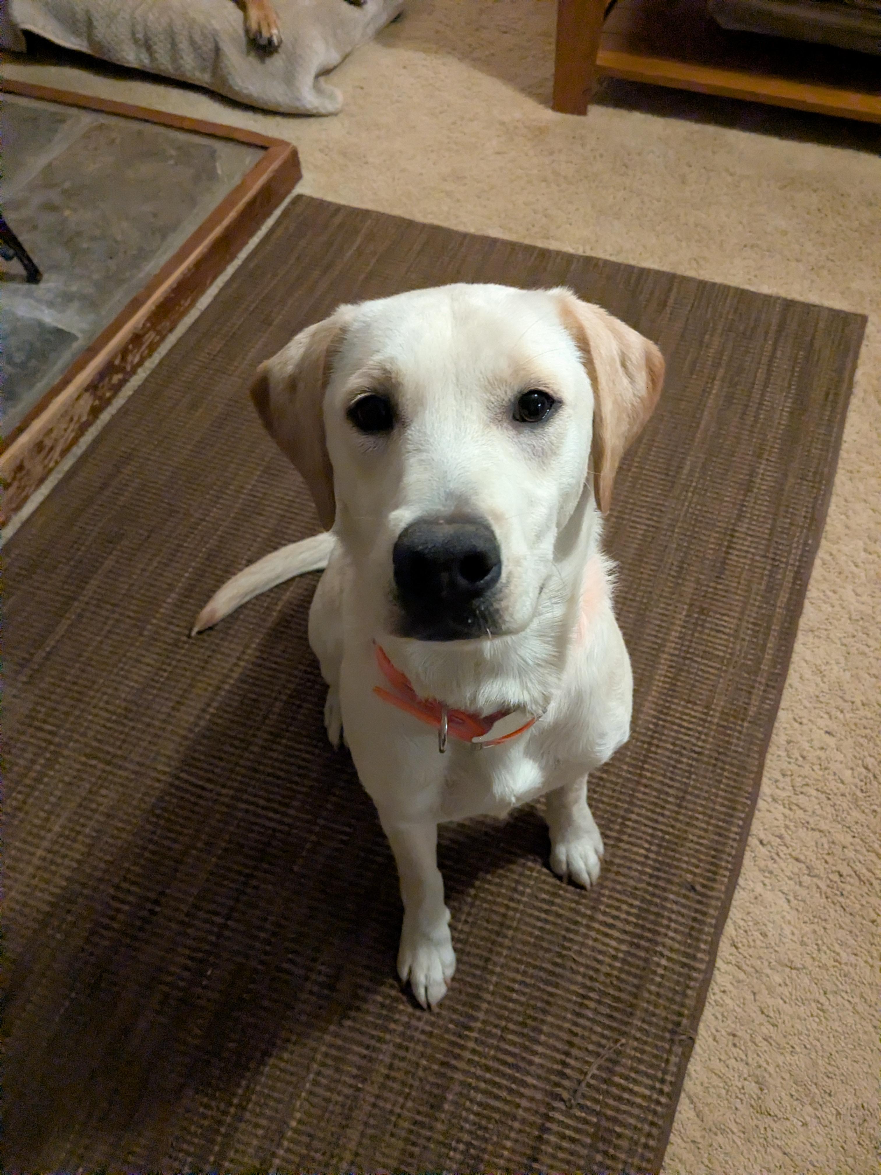 Kiara, ADOPTABLE, Young Female Labrador Retriever.