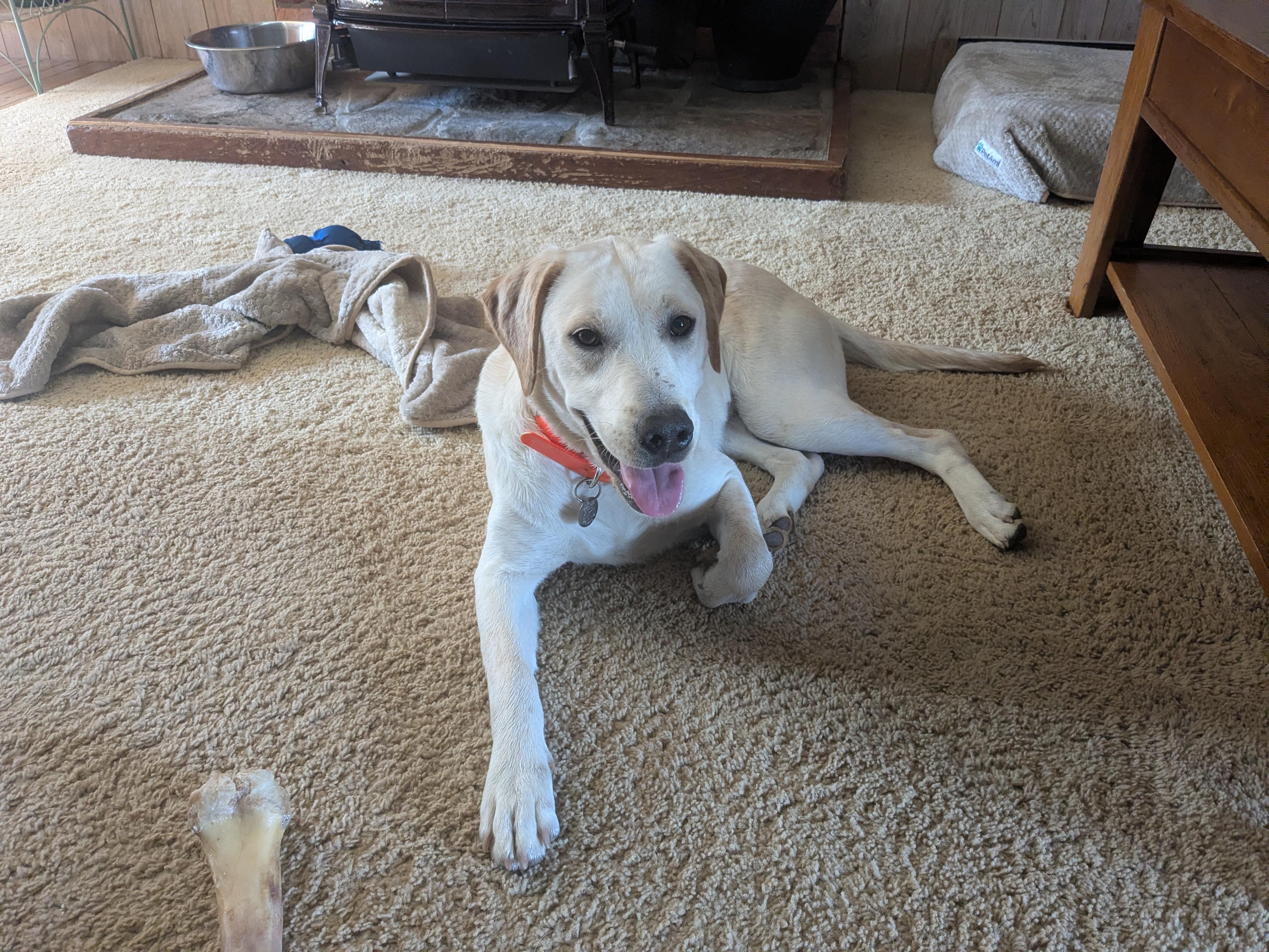 Kiara, a ADOPTABLE mixed breed in Sylva, NC image 2/4