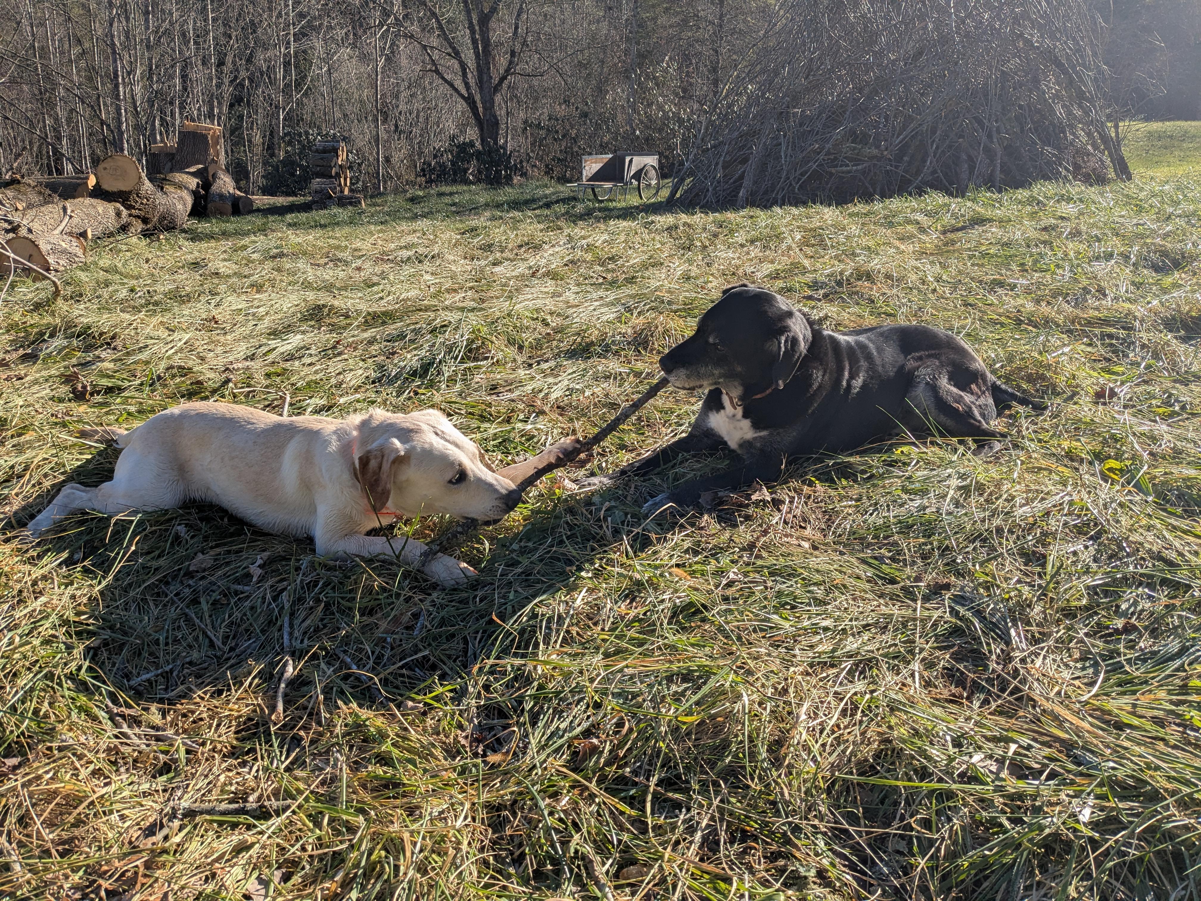 Kiara, a ADOPTABLE mixed breed in Sylva, NC image 3/4