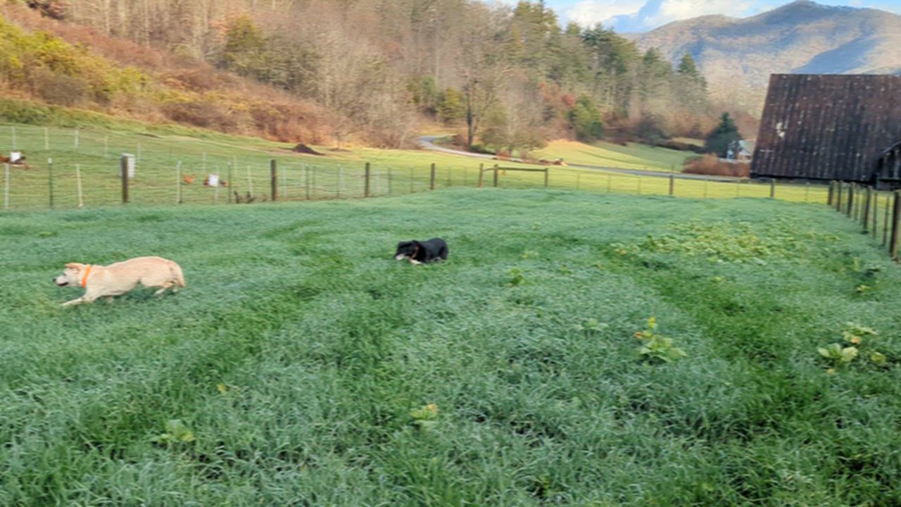 Enlarge Kiara, a ADOPTABLE mixed breed in Sylva, NC video 4/4