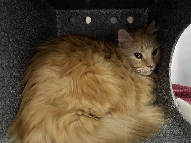 OWEN IN THE BARN, Adoptable, Young Male Domestic Long Hair.