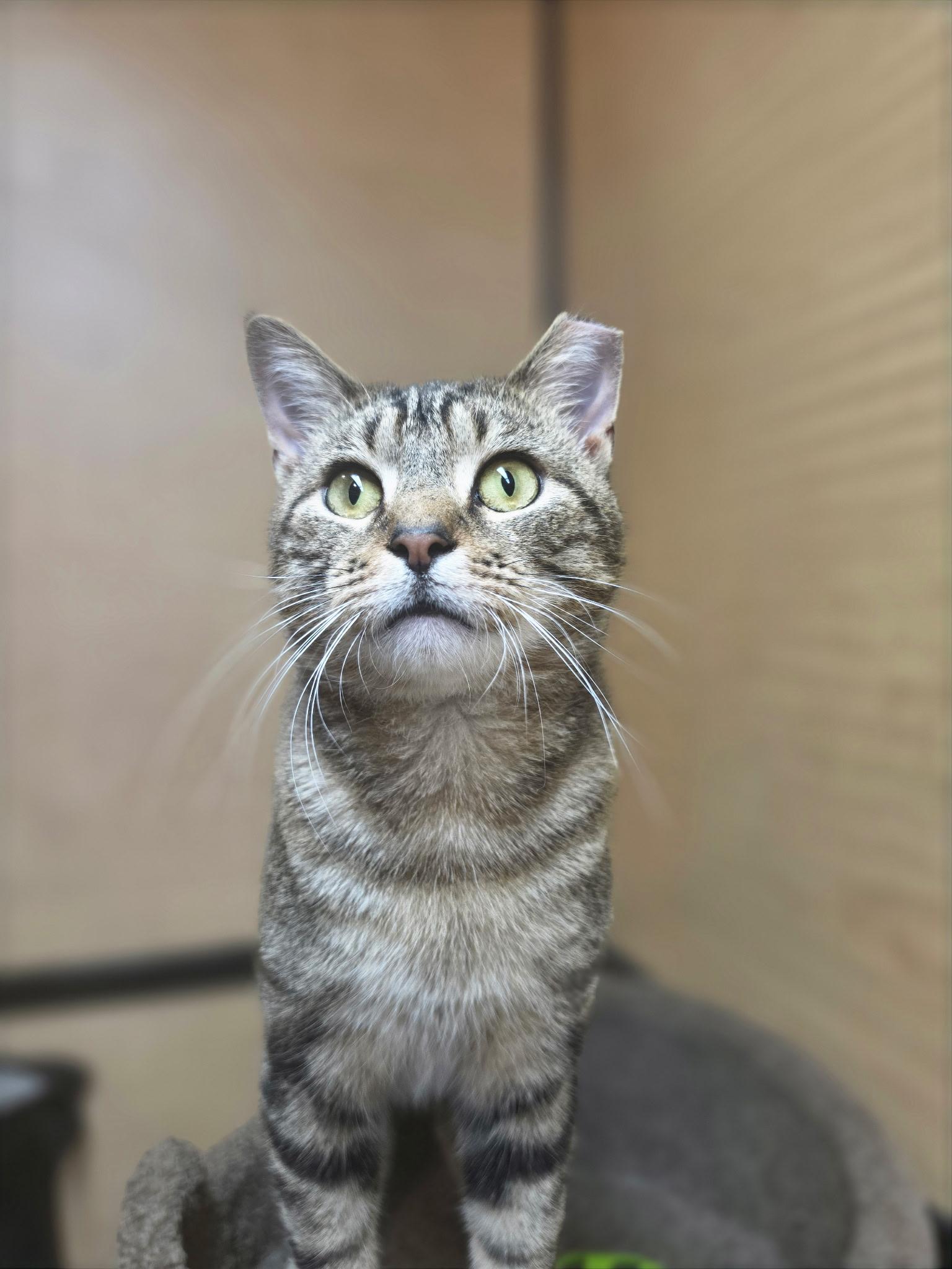 Enlarge Buddy, a Adoptable Extra-Toes Cat / Hemingway Polydactyl in Wyomissing, PA image 3/3