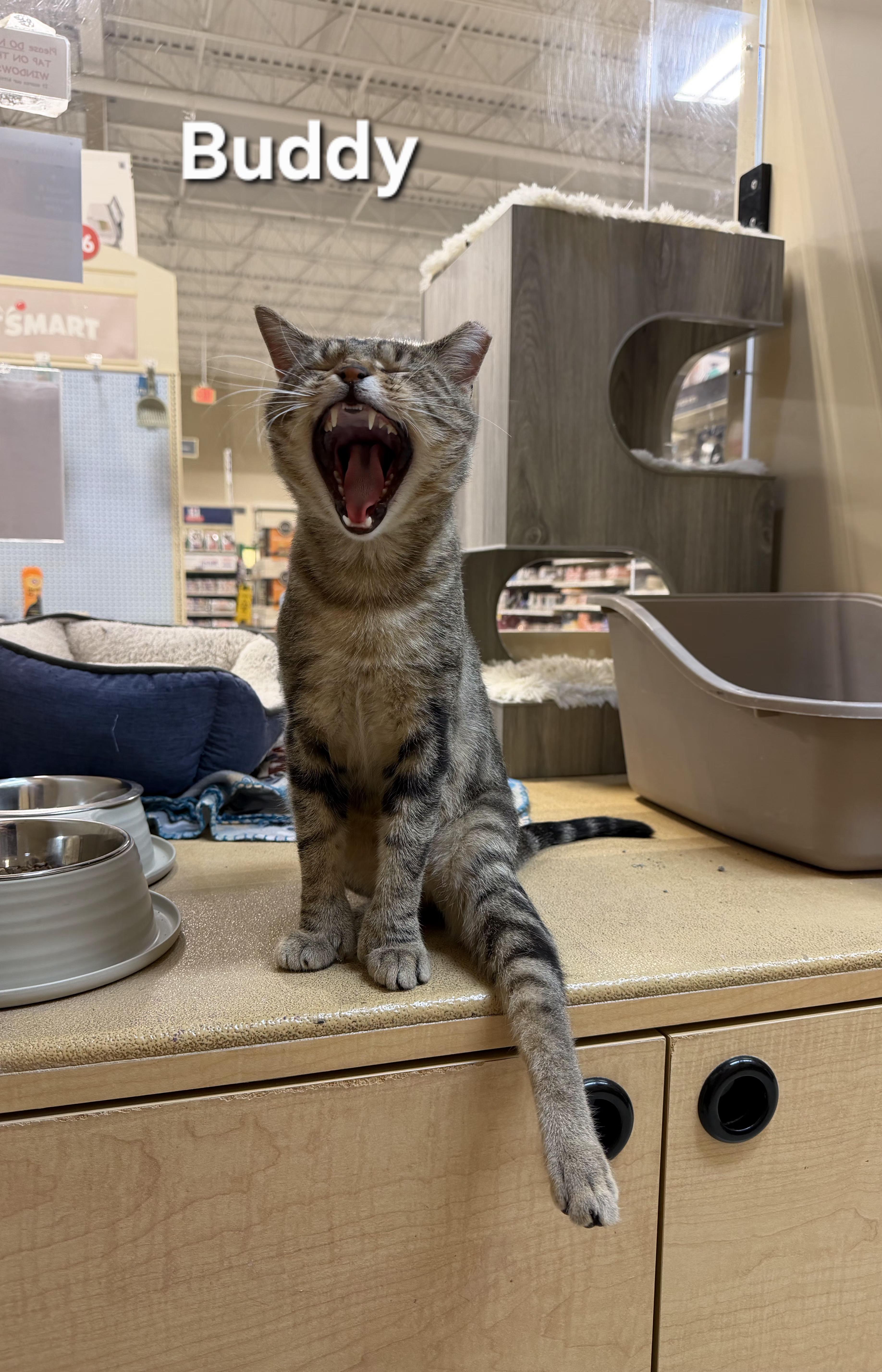 Enlarge Buddy, a Adoptable Extra-Toes Cat / Hemingway Polydactyl in Wyomissing, PA image 1/3