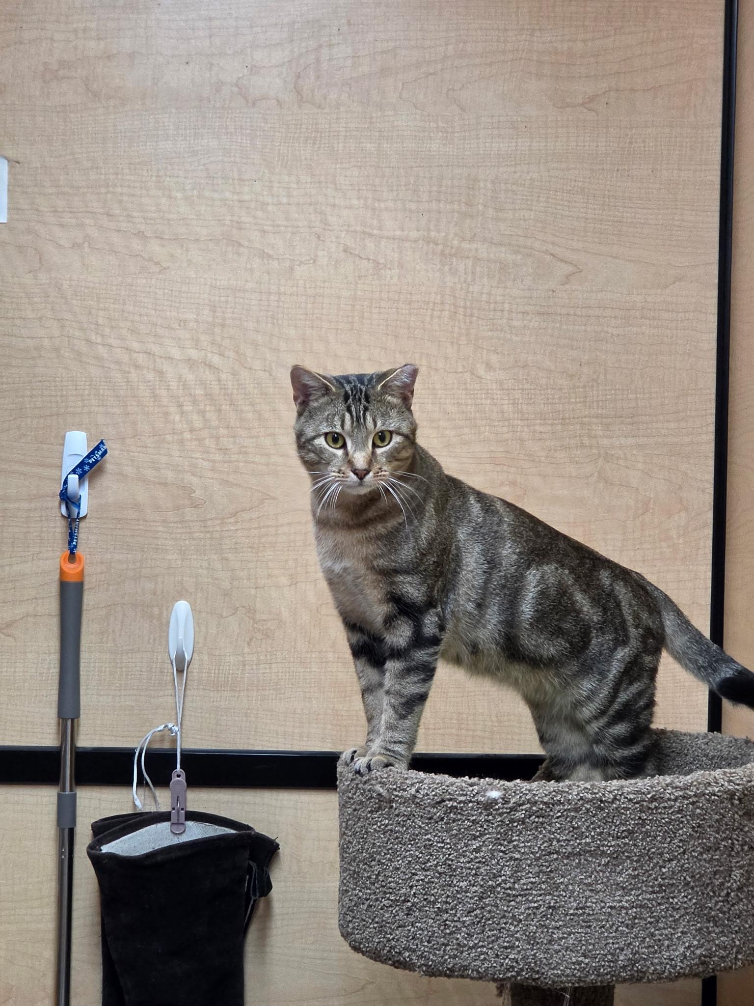 Enlarge Buddy, a Adoptable Extra-Toes Cat / Hemingway Polydactyl in Wyomissing, PA image 2/3