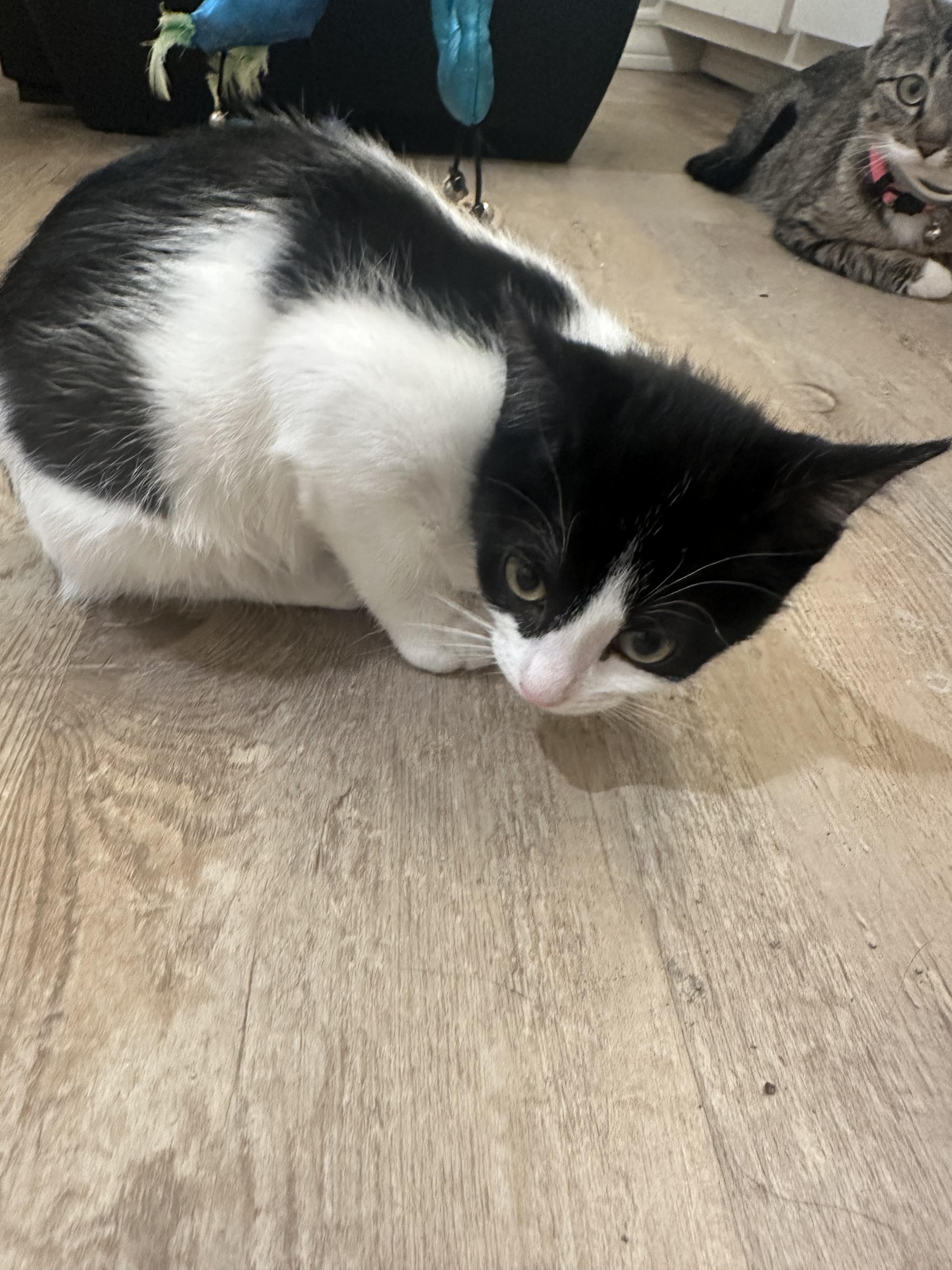 Bandi, an adoptable Domestic Short Hair in Lubbock, TX, 79490 | Photo Image 5