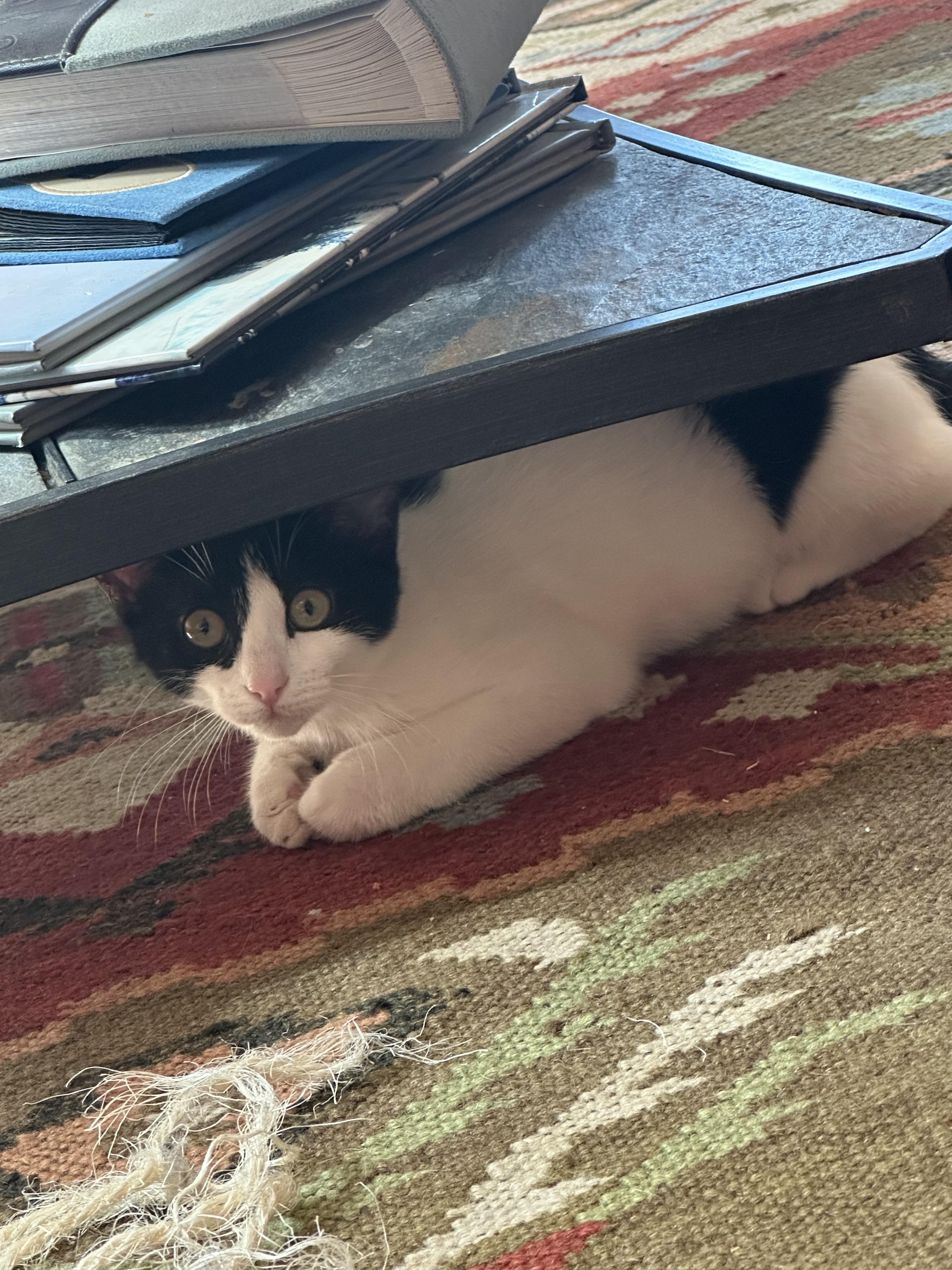 Bandi, an adoptable Domestic Short Hair in Lubbock, TX, 79490 | Photo Image 4