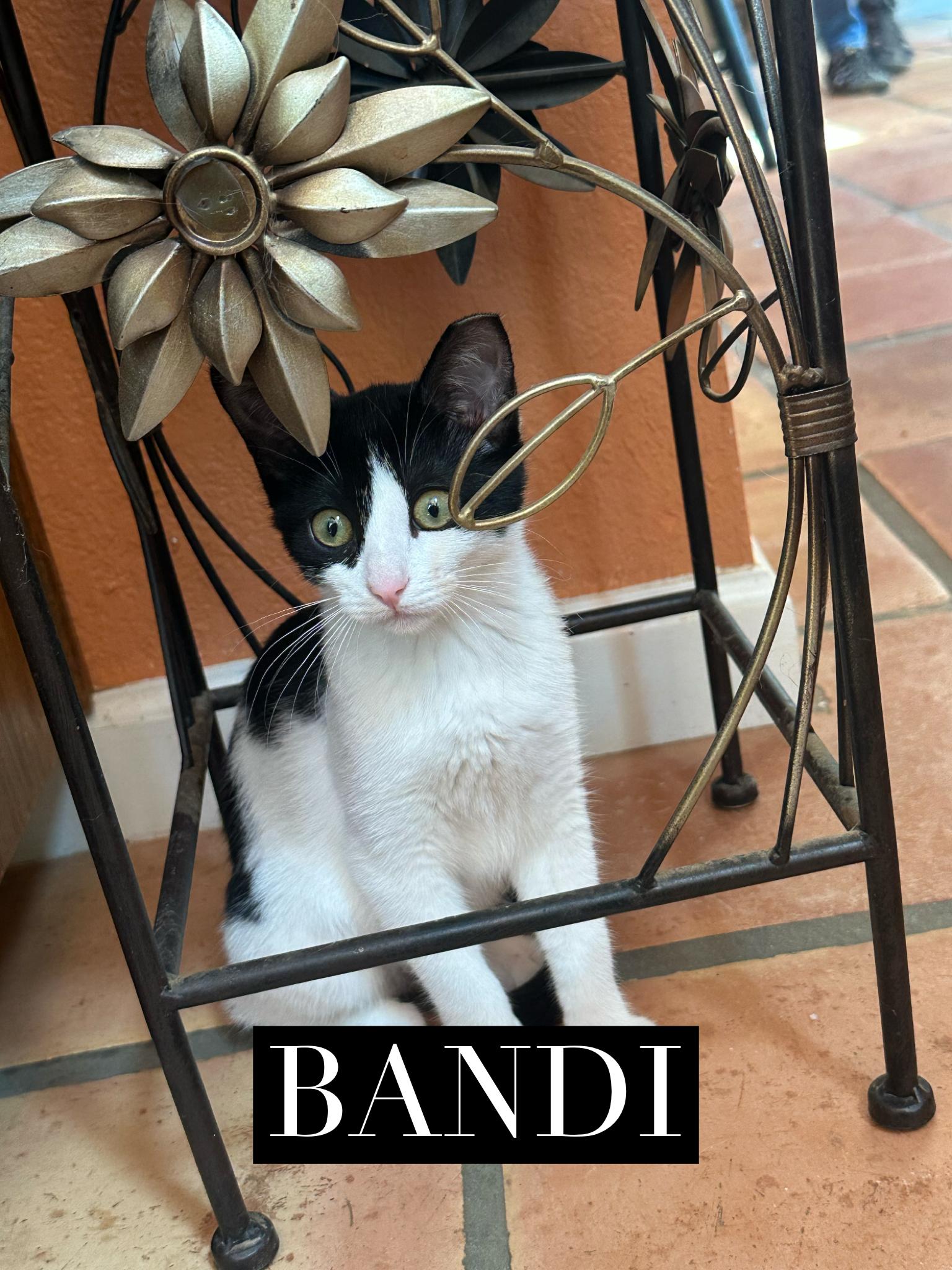 Bandi, an adoptable Domestic Short Hair in Lubbock, TX, 79490 | Photo Image 1