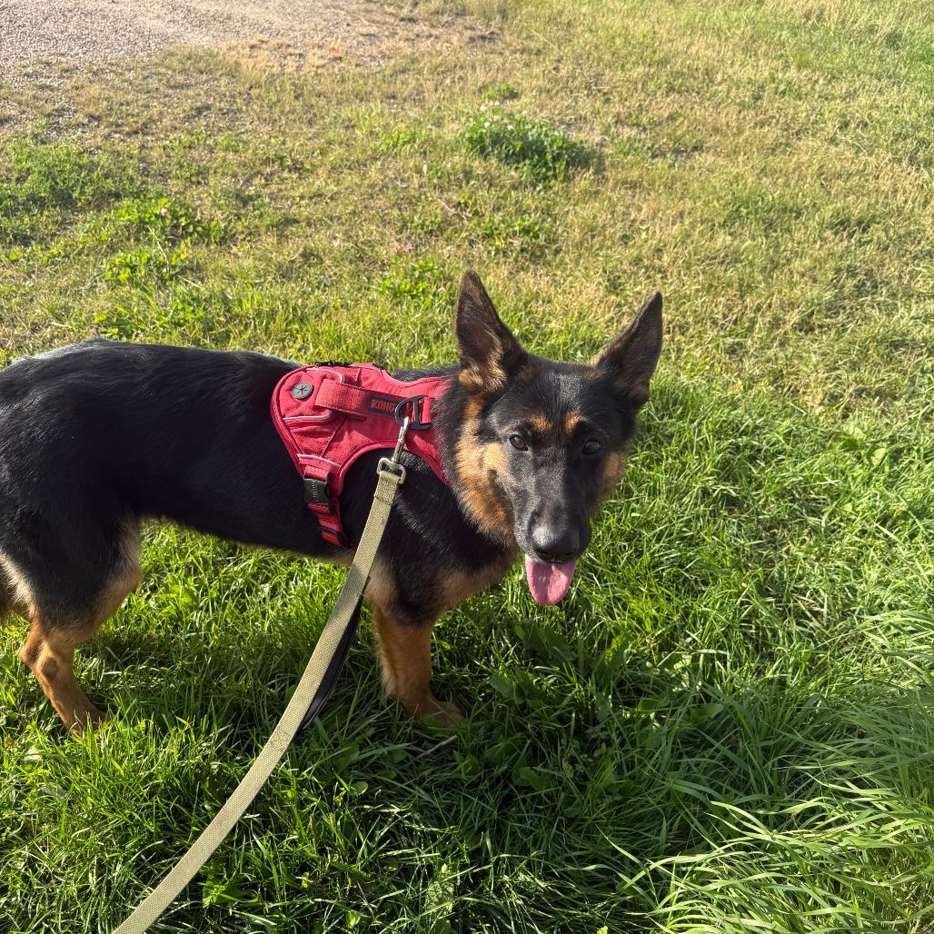 Lennon, Adoptable, Young Female German Shepherd Dog.