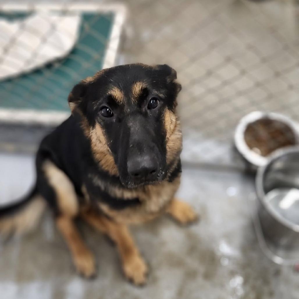 Enlarge Lennon, a Adoptable German Shepherd Dog in Meadow Lake, SK image 2/2