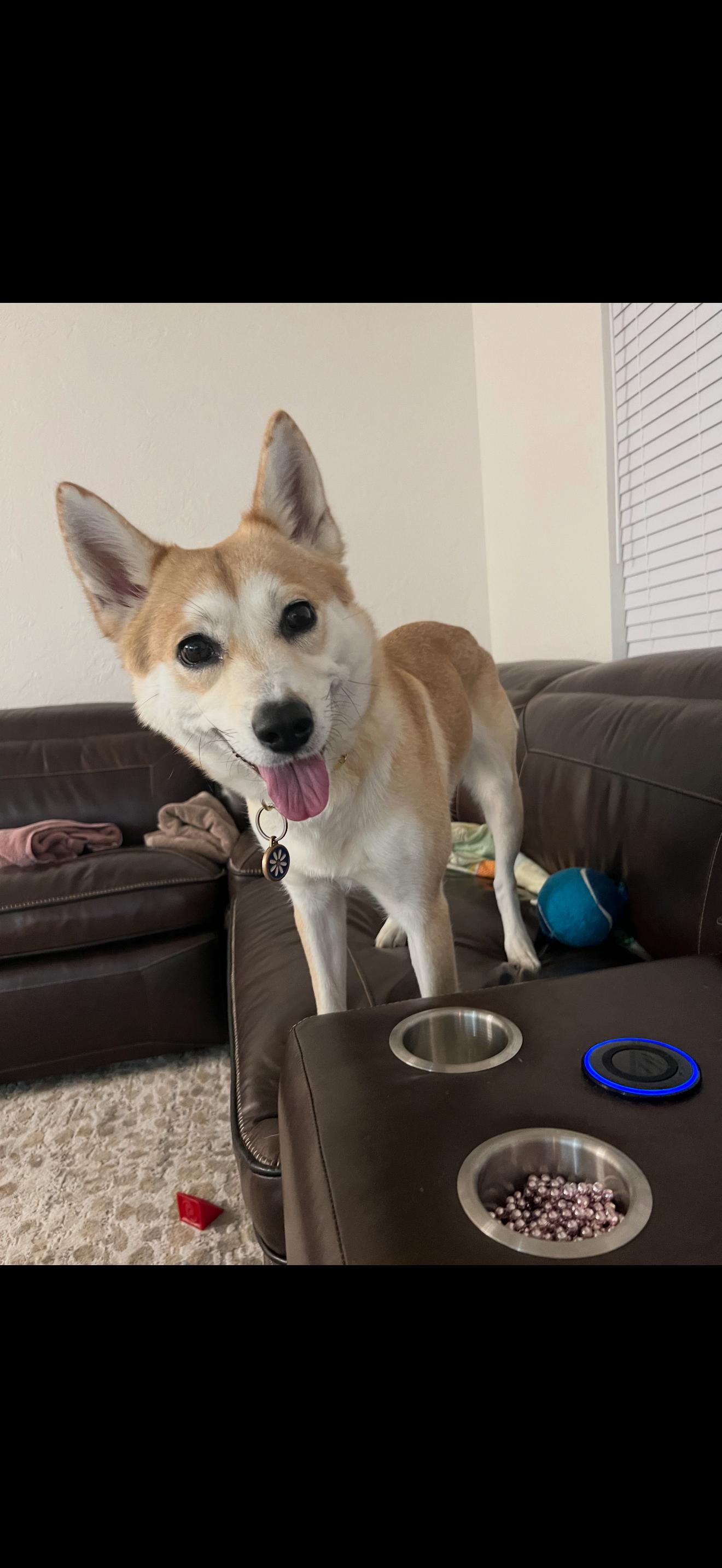Yugi, ADOPTABLE, Adult Female Shiba Inu.