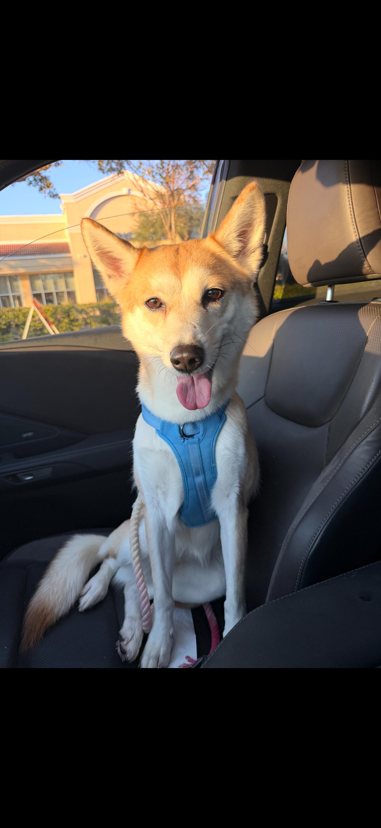 Enlarge Yugi, a ADOPTABLE Shiba Inu in tampa, FL image 2/3