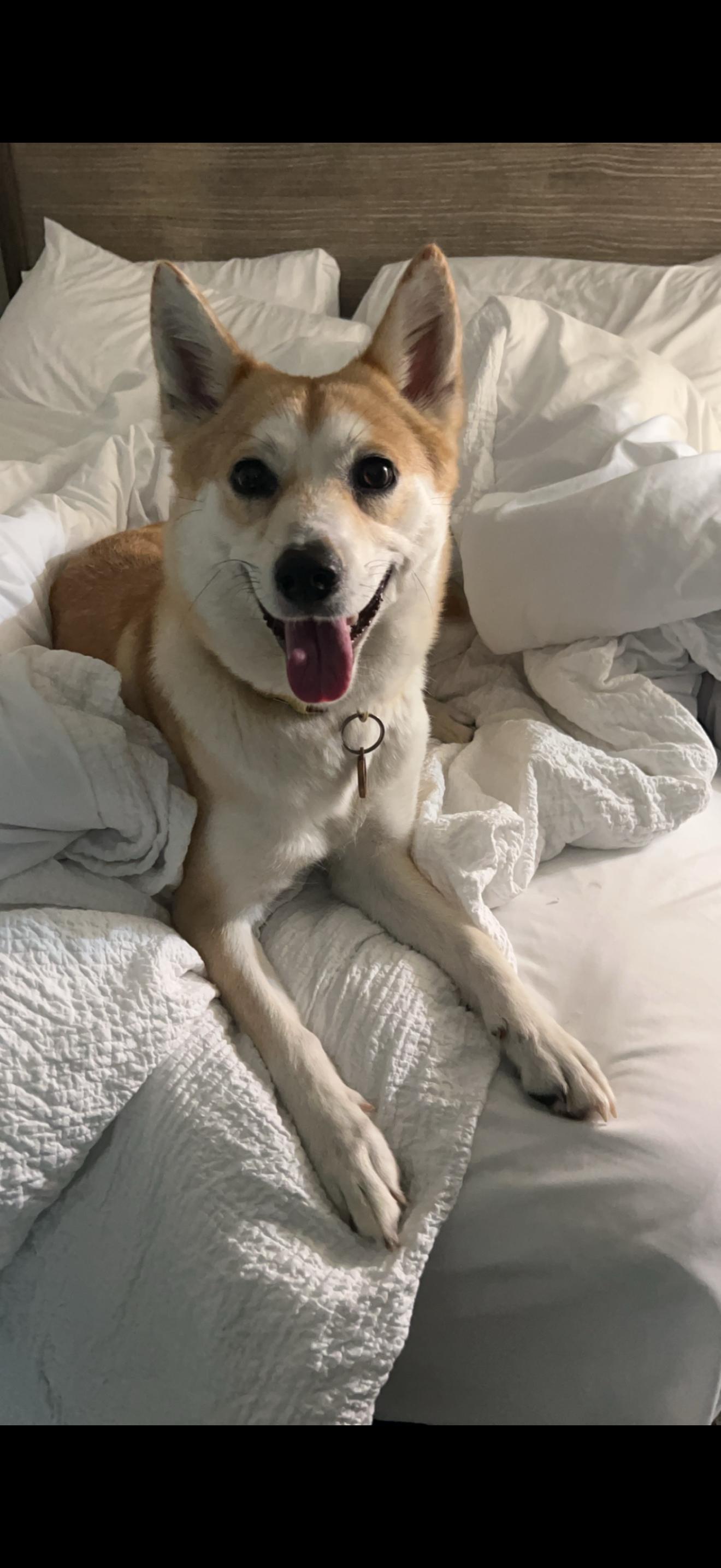 Enlarge Yugi, a ADOPTABLE Shiba Inu in tampa, FL image 3/3