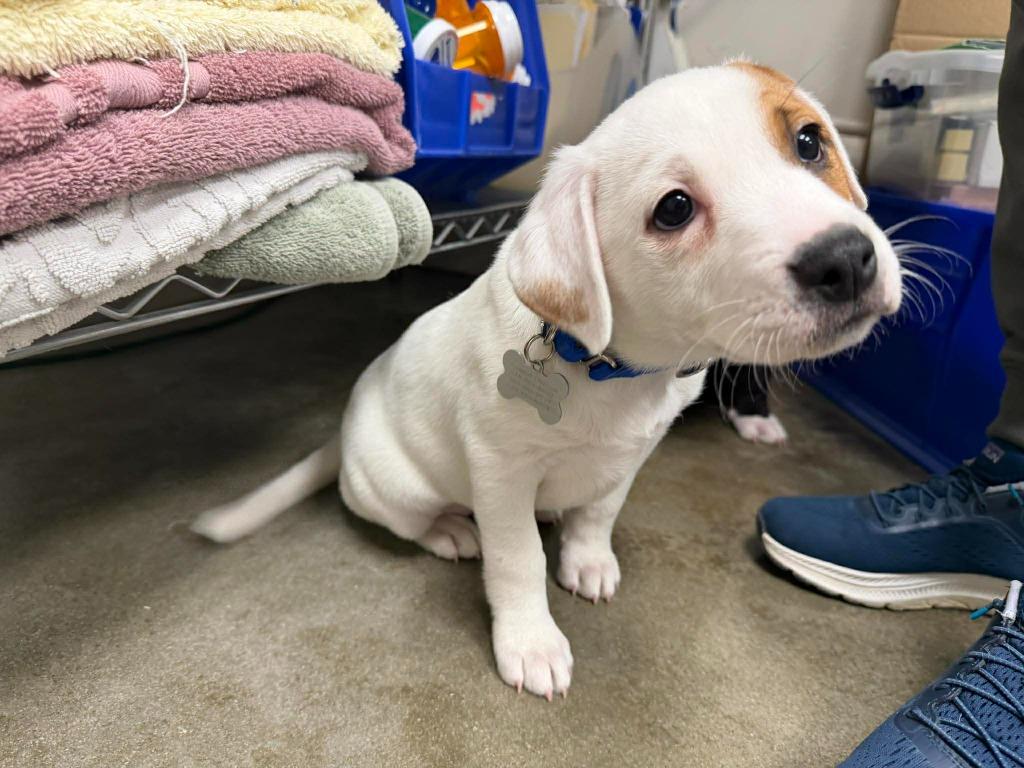 Macadamia, Adopted, Puppy Female Mixed Breed.