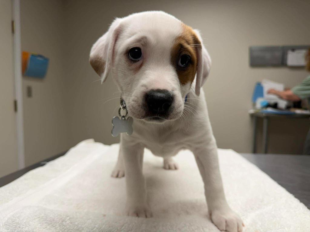 Enlarge Macadamia, a Adopted mixed breed in Raleigh, NC image 2/6