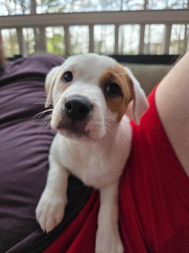 Enlarge Macadamia, a Adopted mixed breed in Raleigh, NC image 3/6