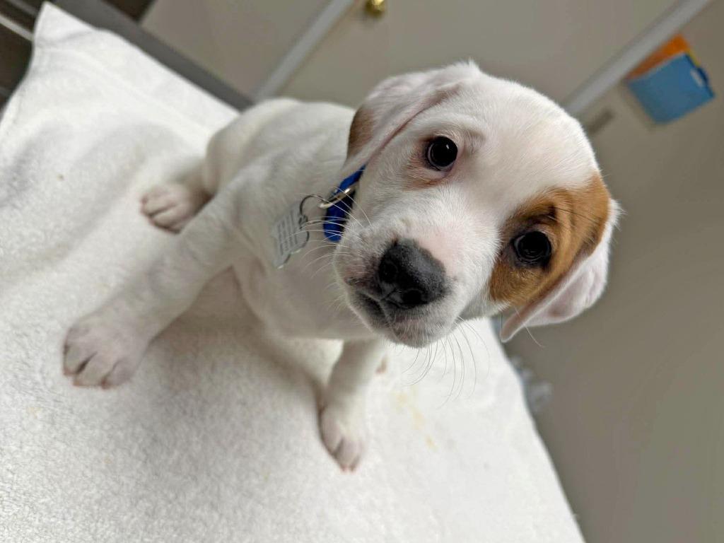 Enlarge Macadamia, a Adopted mixed breed in Raleigh, NC image 5/6