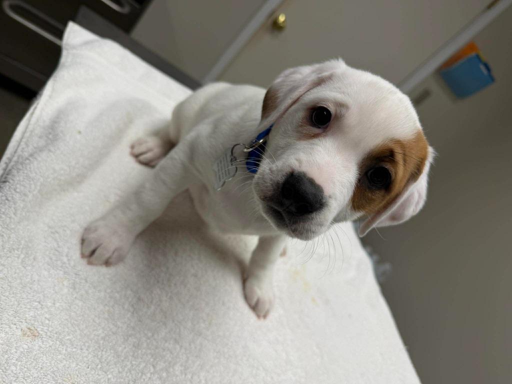 Enlarge Macadamia, a Adopted mixed breed in Raleigh, NC image 6/6