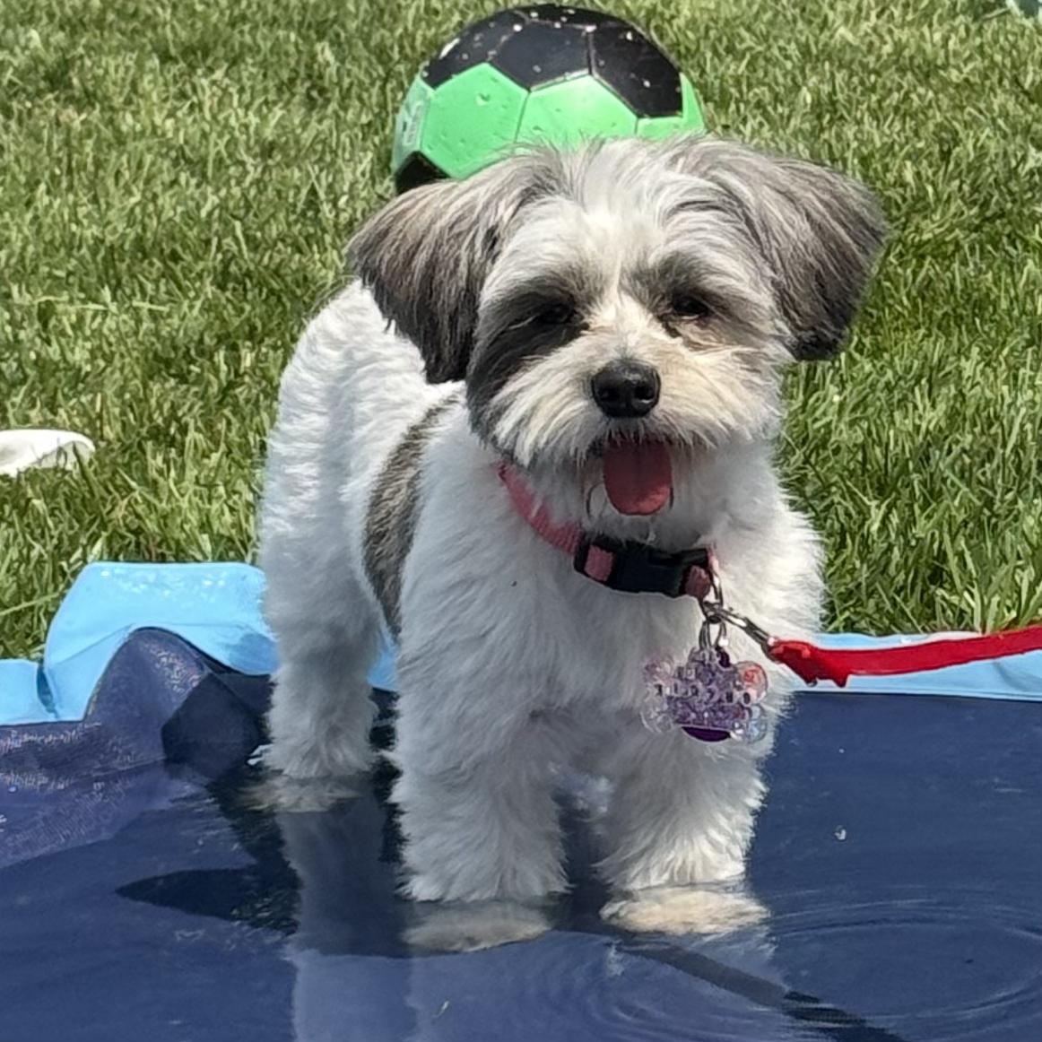 Gracie