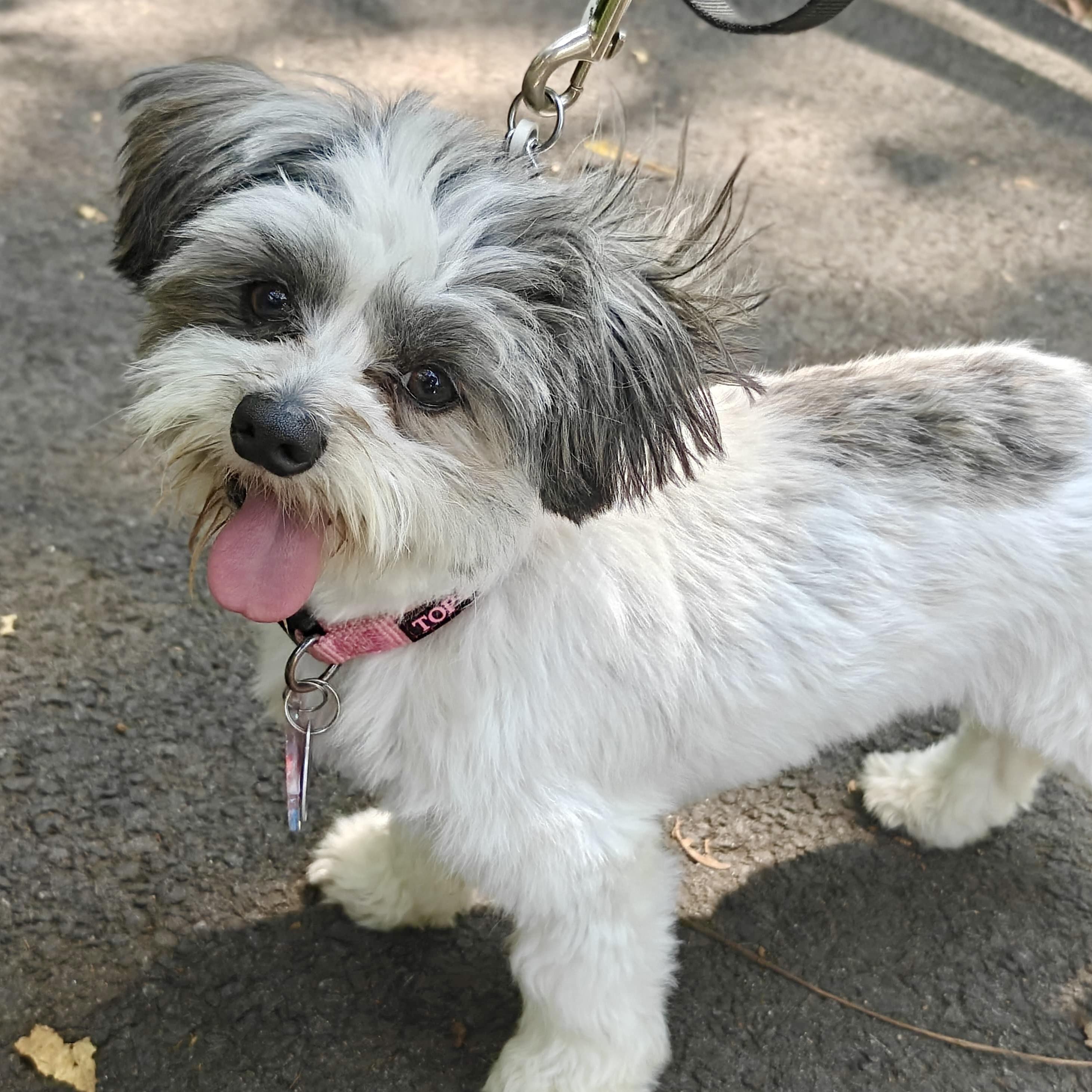 Gracie