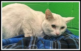 CASPER, Adoptable, Young Male Domestic Short Hair.