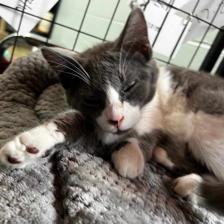 Mario, adopted, Young Male Domestic Short Hair.