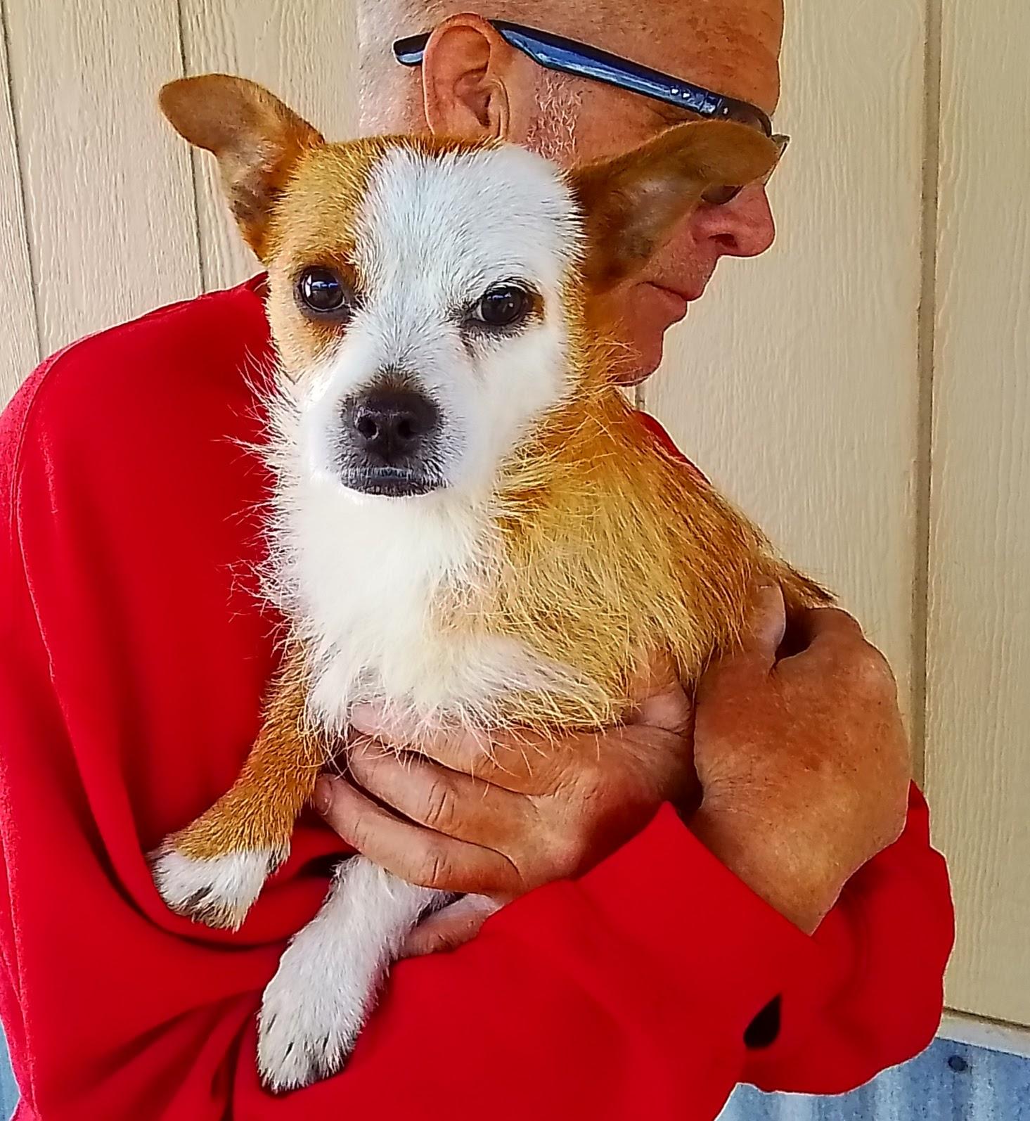 Copper, Adoptable, Young Male Jack Russell Terrier & Chihuahua.