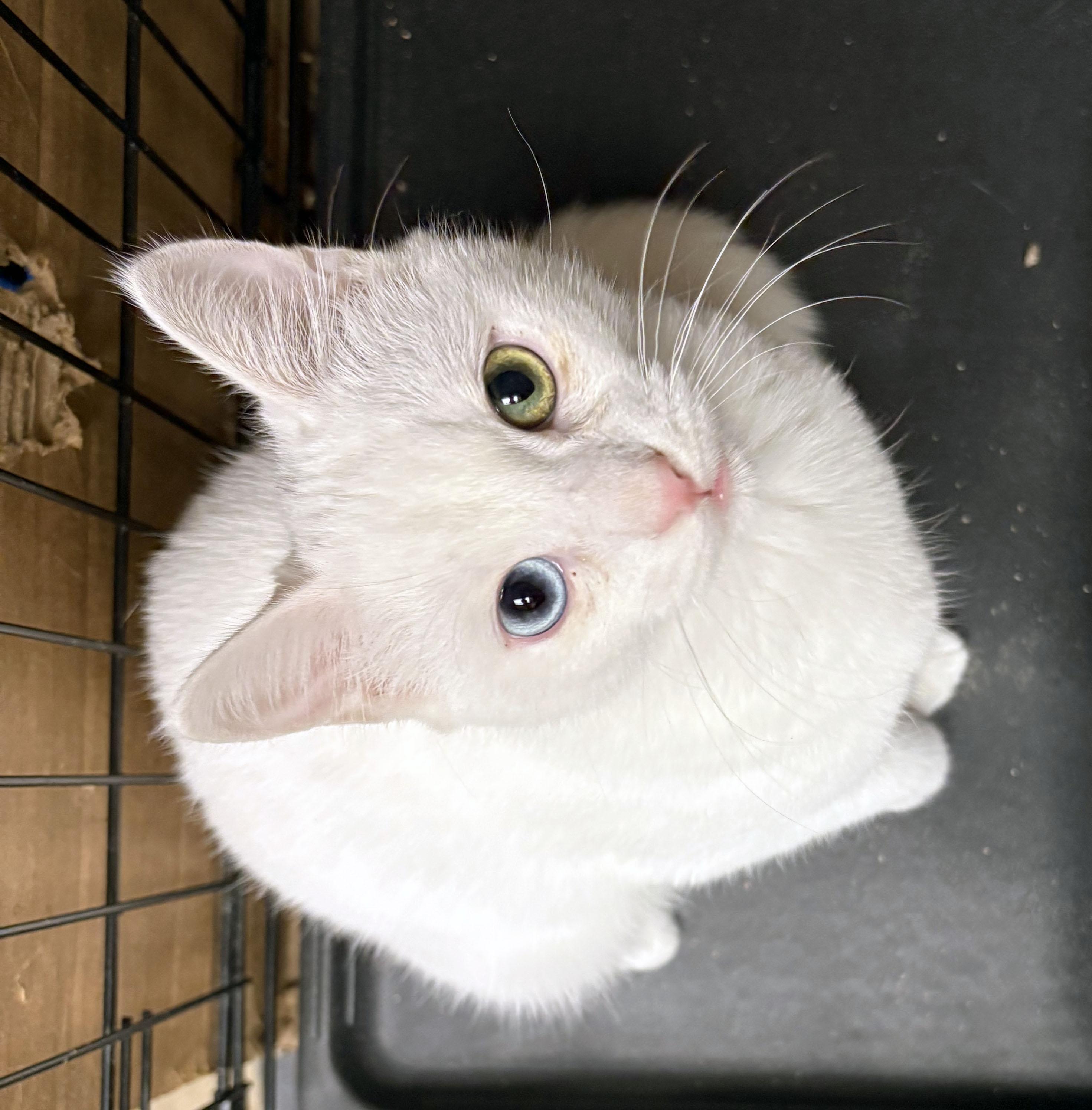 Enlarge Bowie, an adopted mixed breed in Mauldin, SC image 2/5