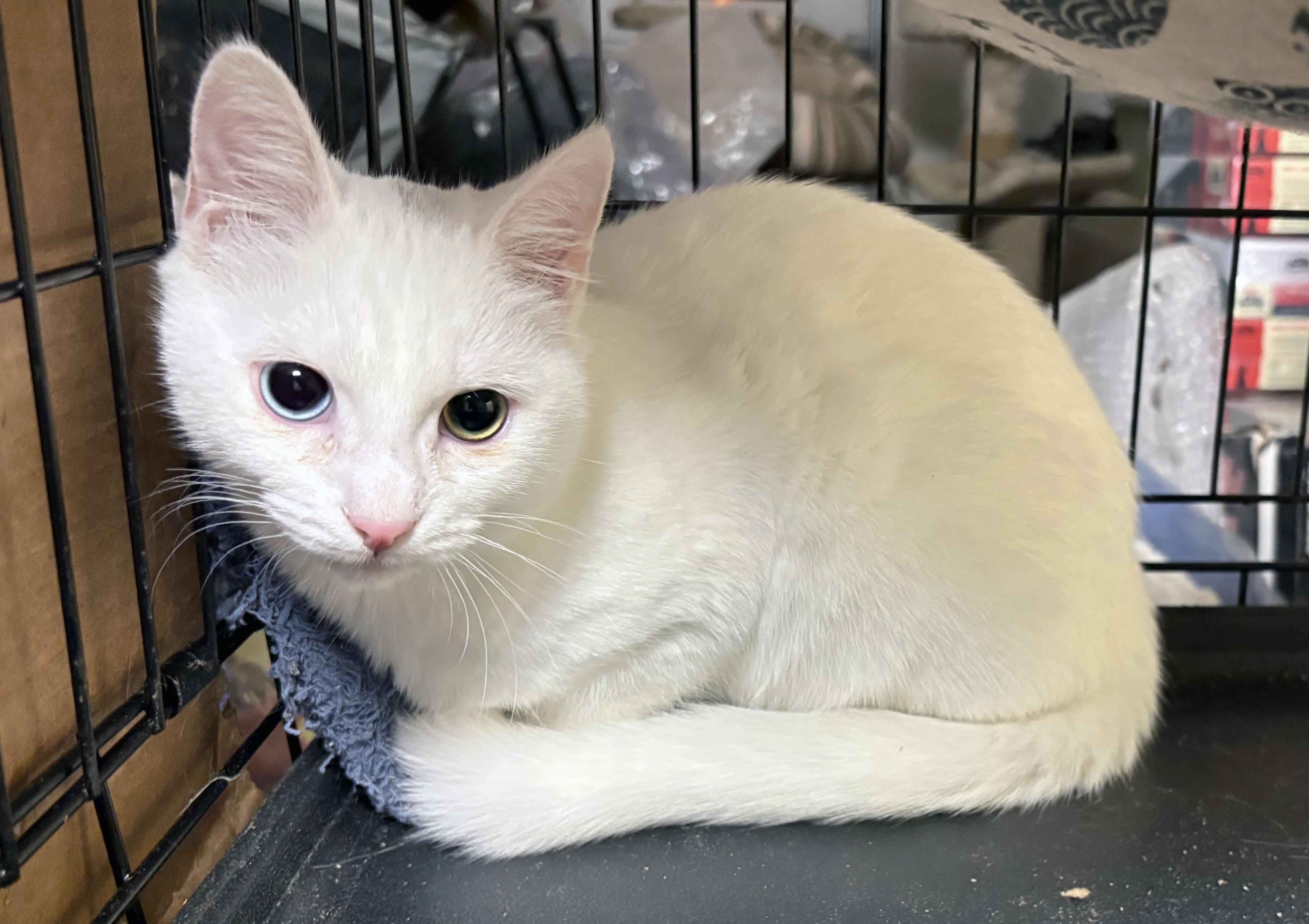 Enlarge Bowie, an adopted mixed breed in Mauldin, SC image 3/5