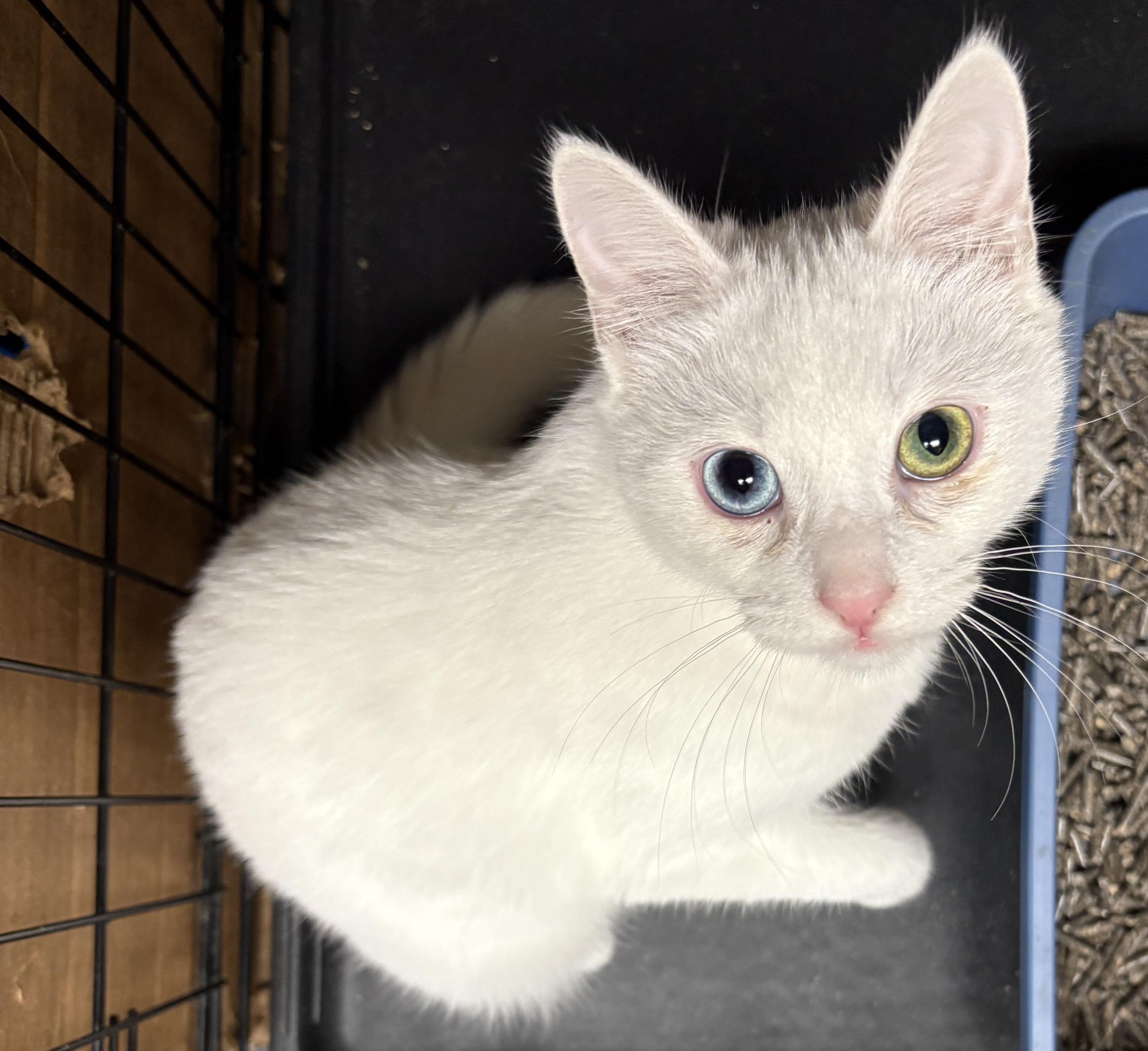Enlarge Bowie, an adopted mixed breed in Mauldin, SC image 4/5