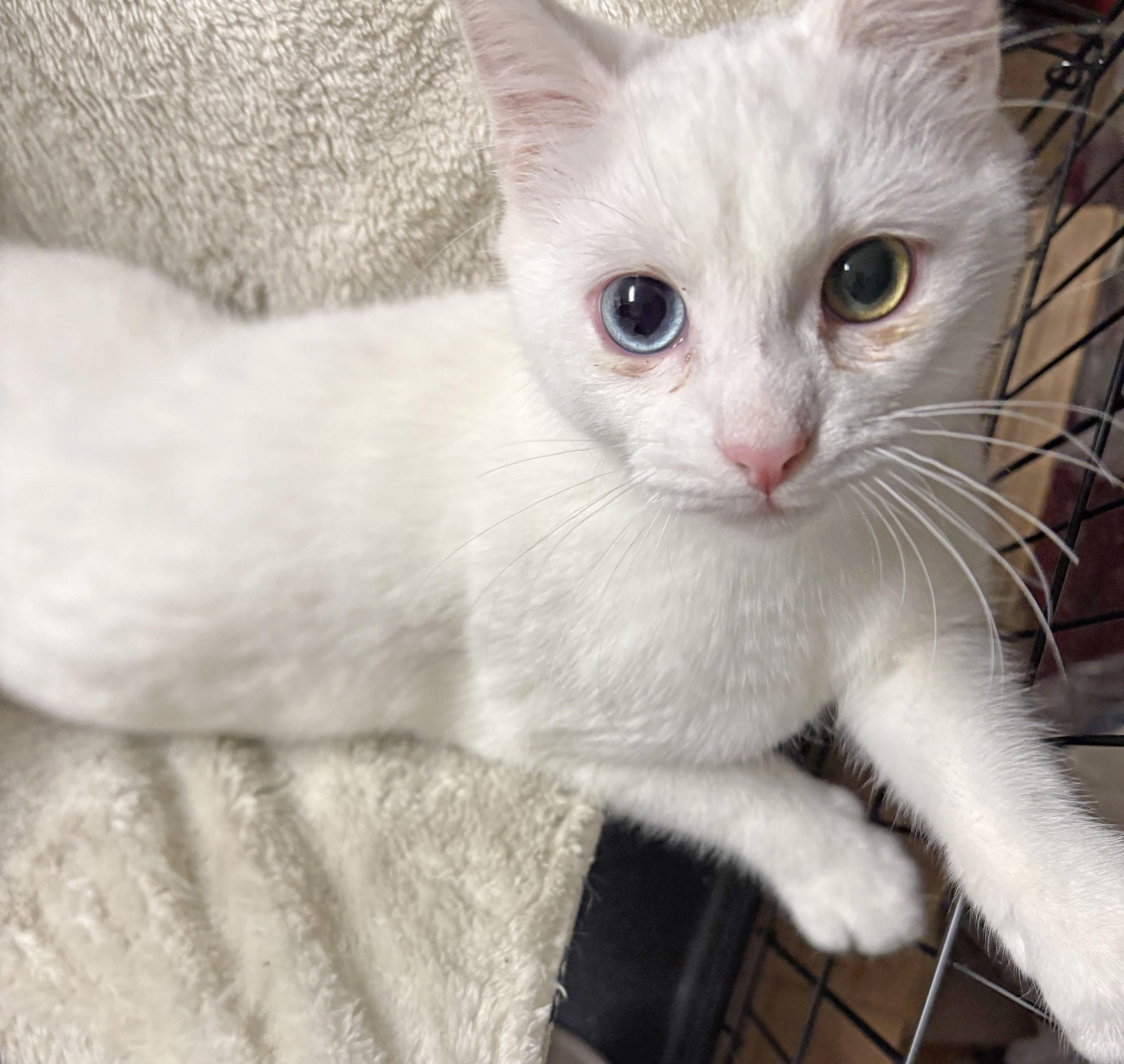 Enlarge Bowie, an adopted mixed breed in Mauldin, SC image 5/5