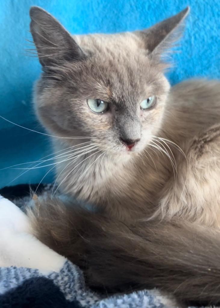 Nymeria, Adopted, Adult Female Ragdoll & Siamese.