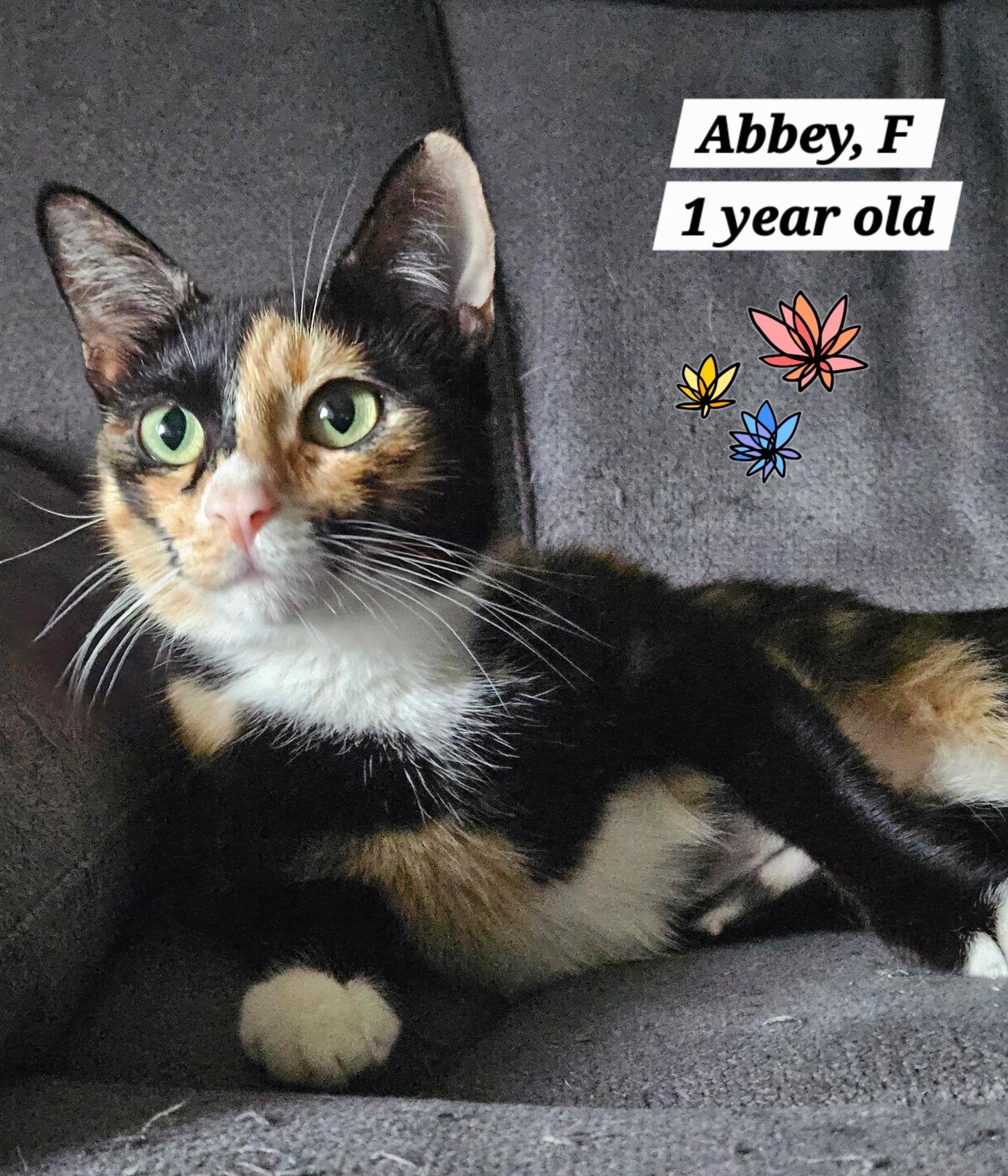 Abbey, Adoptable, Adult Female Calico.