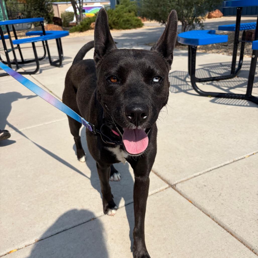 Ursula, a Adoptable Shepherd in Albuquerque, NM image 1/6