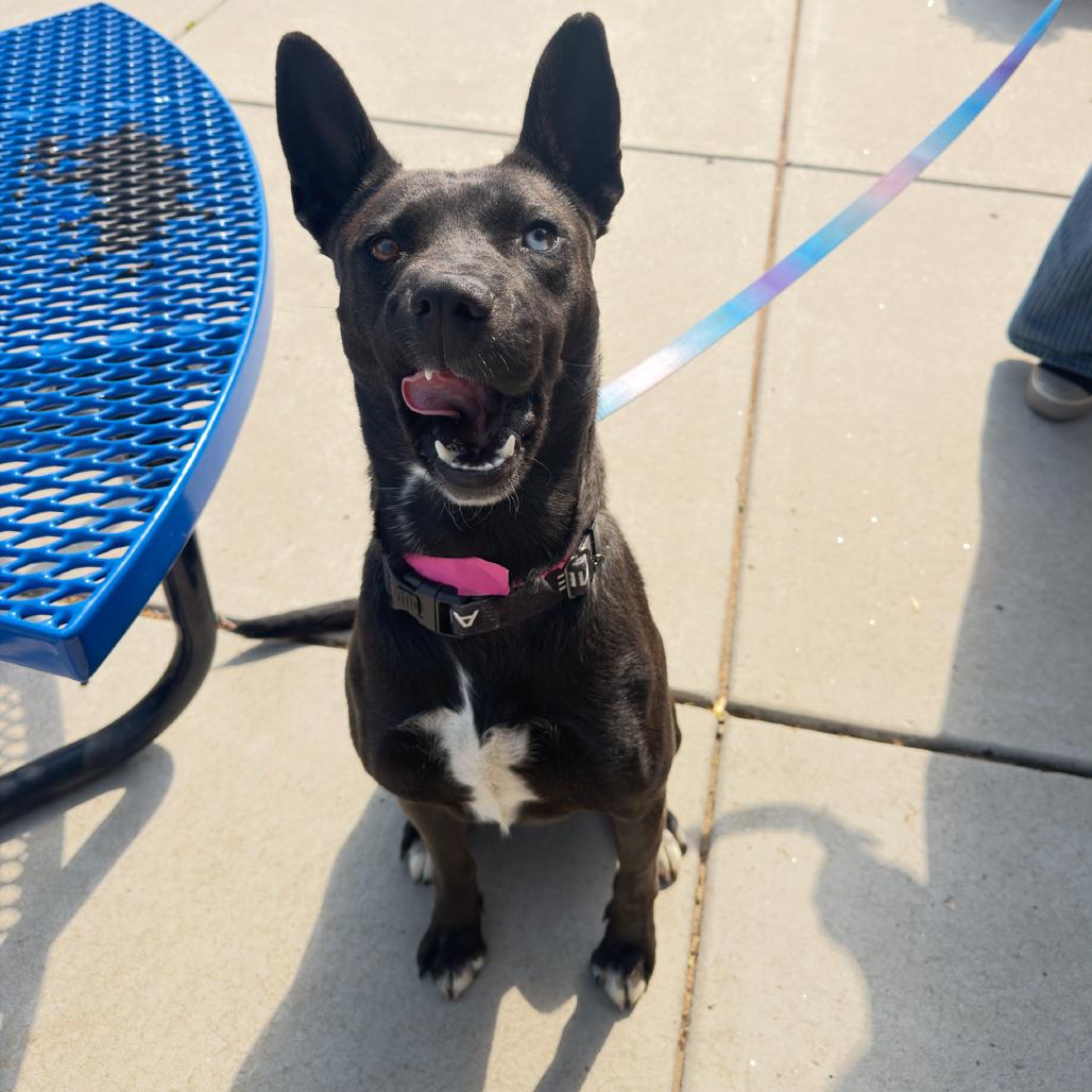 Ursula, a Adoptable Shepherd in Albuquerque, NM image 2/6