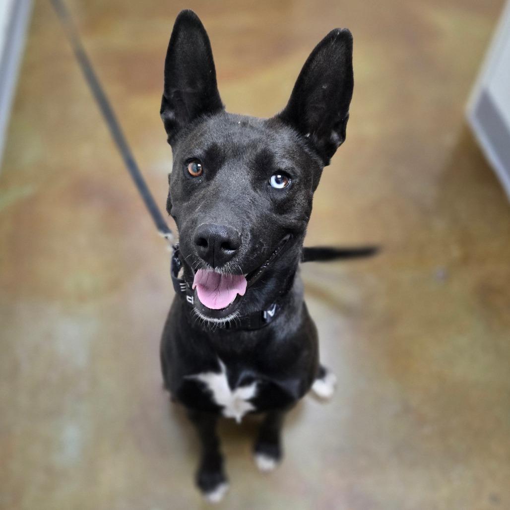 Ursula, a Adoptable Shepherd in Albuquerque, NM image 4/6