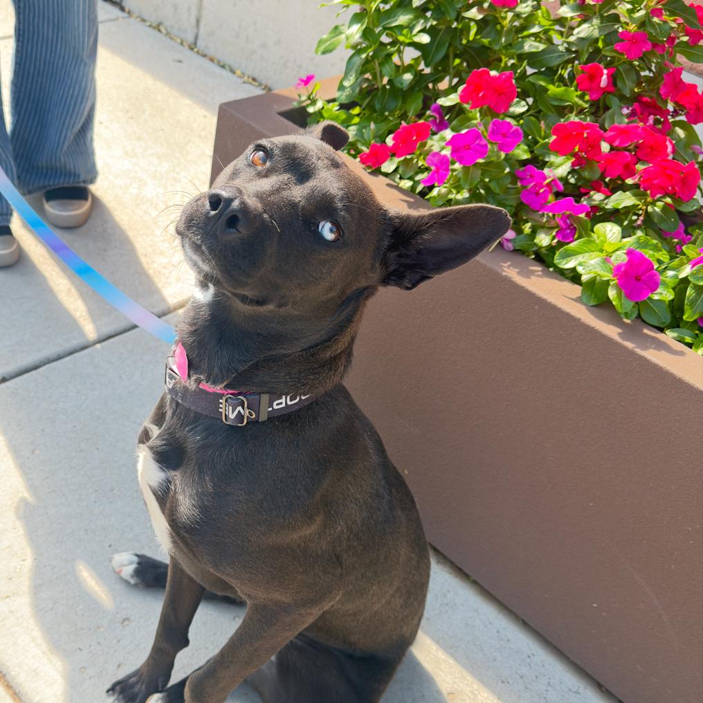 Ursula, a Adoptable Shepherd in Albuquerque, NM image 5/6