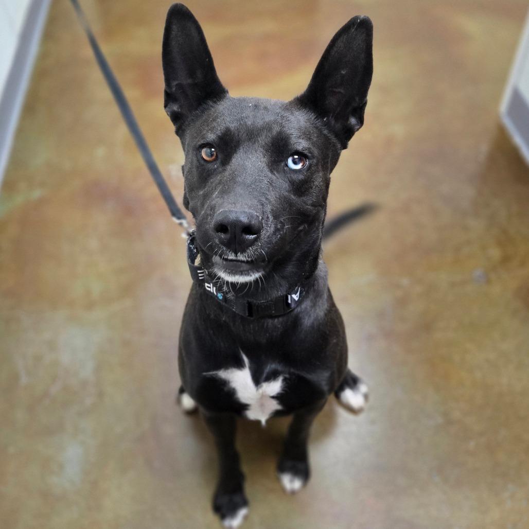 Ursula, a Adoptable Shepherd in Albuquerque, NM image 6/6