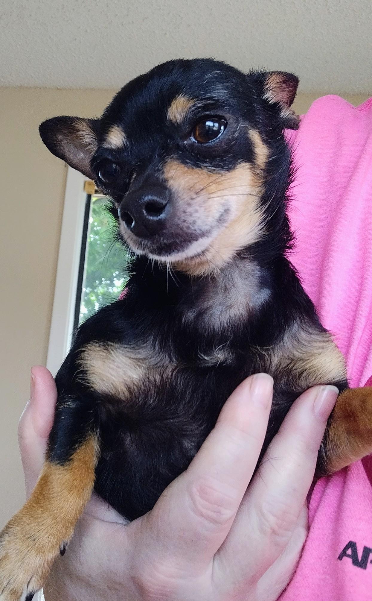 Pepper, adopted, Adult Female Chihuahua.