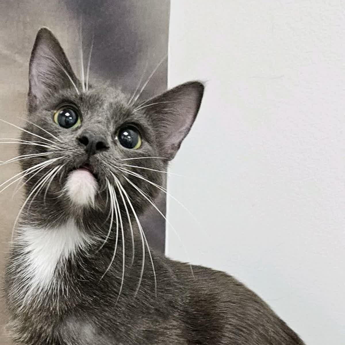 Osana, adopted, Young Female Domestic Short Hair.