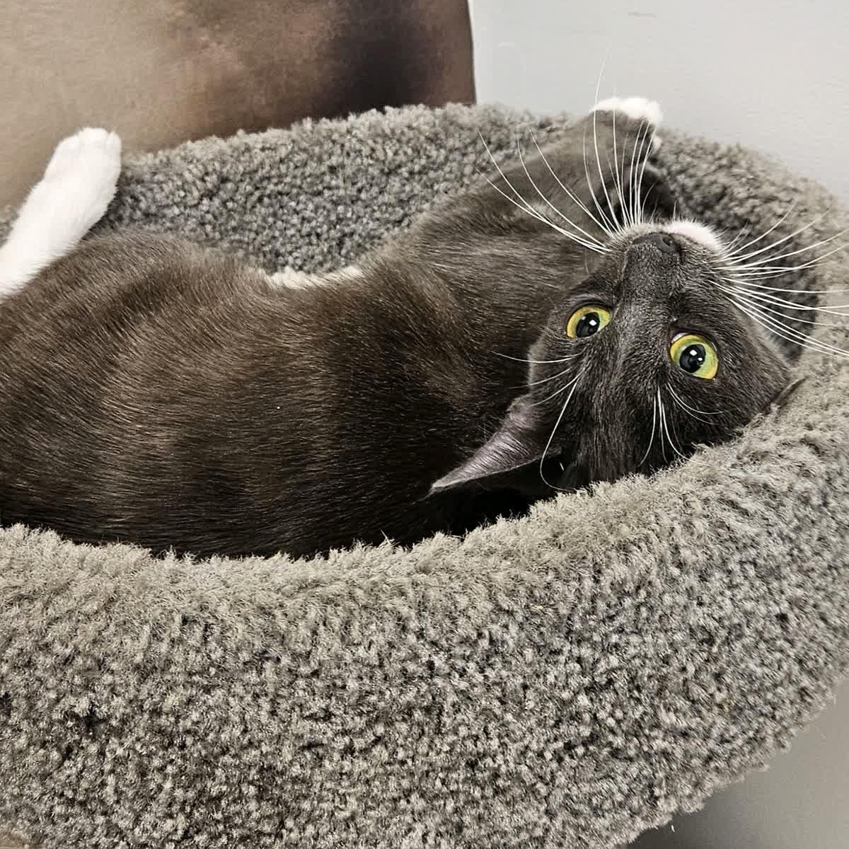 Enlarge Osana, an adopted Domestic Short Hair in Cookeville, TN image 2/2