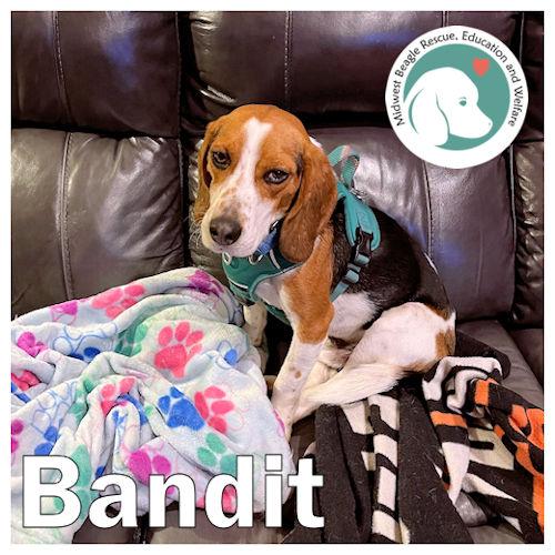 Bandit, ADOPTABLE, Adult Male Beagle.