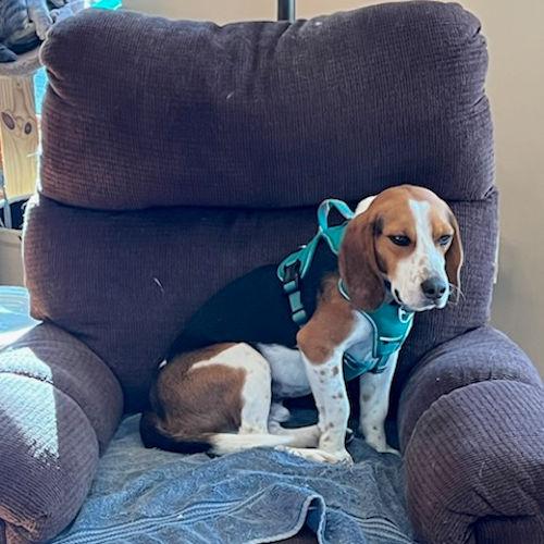 Enlarge Bandit, a ADOPTABLE Beagle in Toledo, OH image 2/6