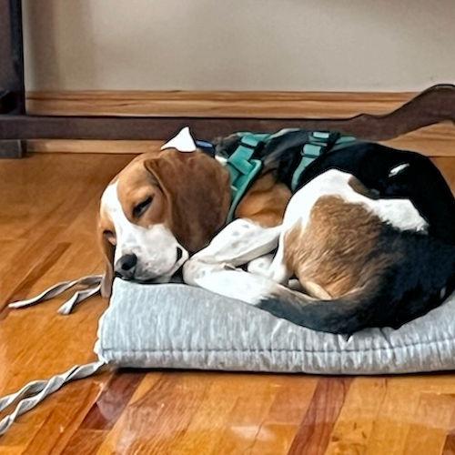 Enlarge Bandit, a ADOPTABLE Beagle in Toledo, OH image 5/6