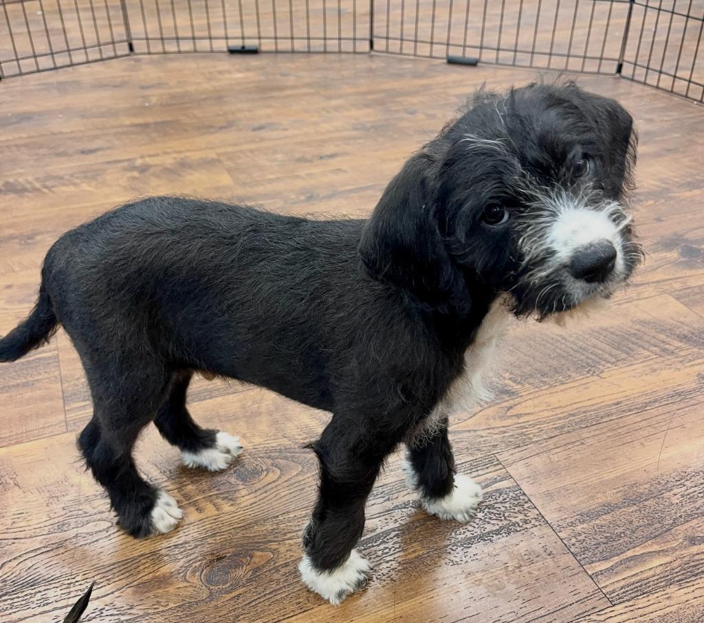 Fulton, Adoptable, Puppy Male Beagle & Terrier.