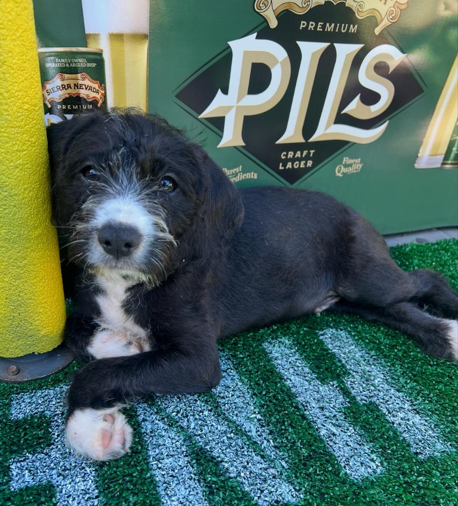 Fulton, a Adoptable mixed breed in El Cajon, CA image 2/5