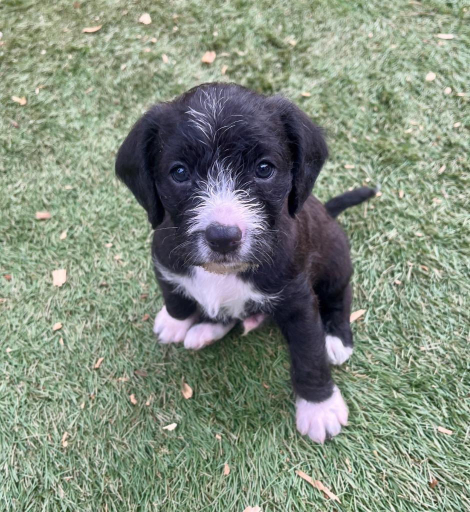 Fulton, a Adoptable mixed breed in El Cajon, CA image 3/5