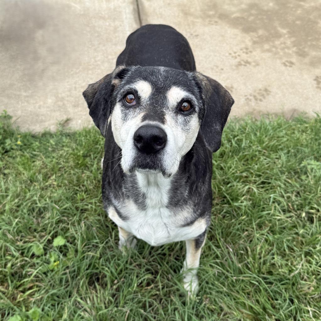 Enlarge Sadie, a Adoptable mixed breed in Brenham, TX image 3/6