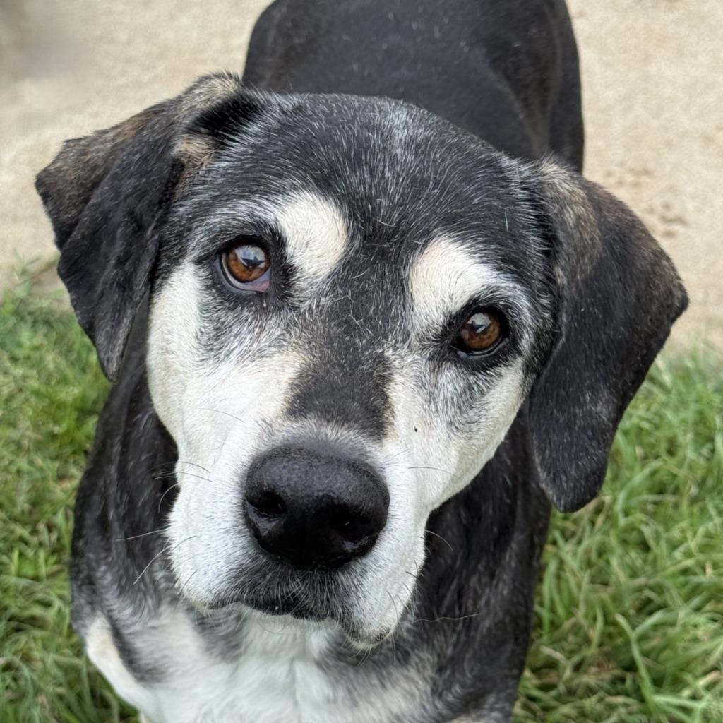 Sadie, Adoptable, Senior Female Basset Hound & Mixed Breed.