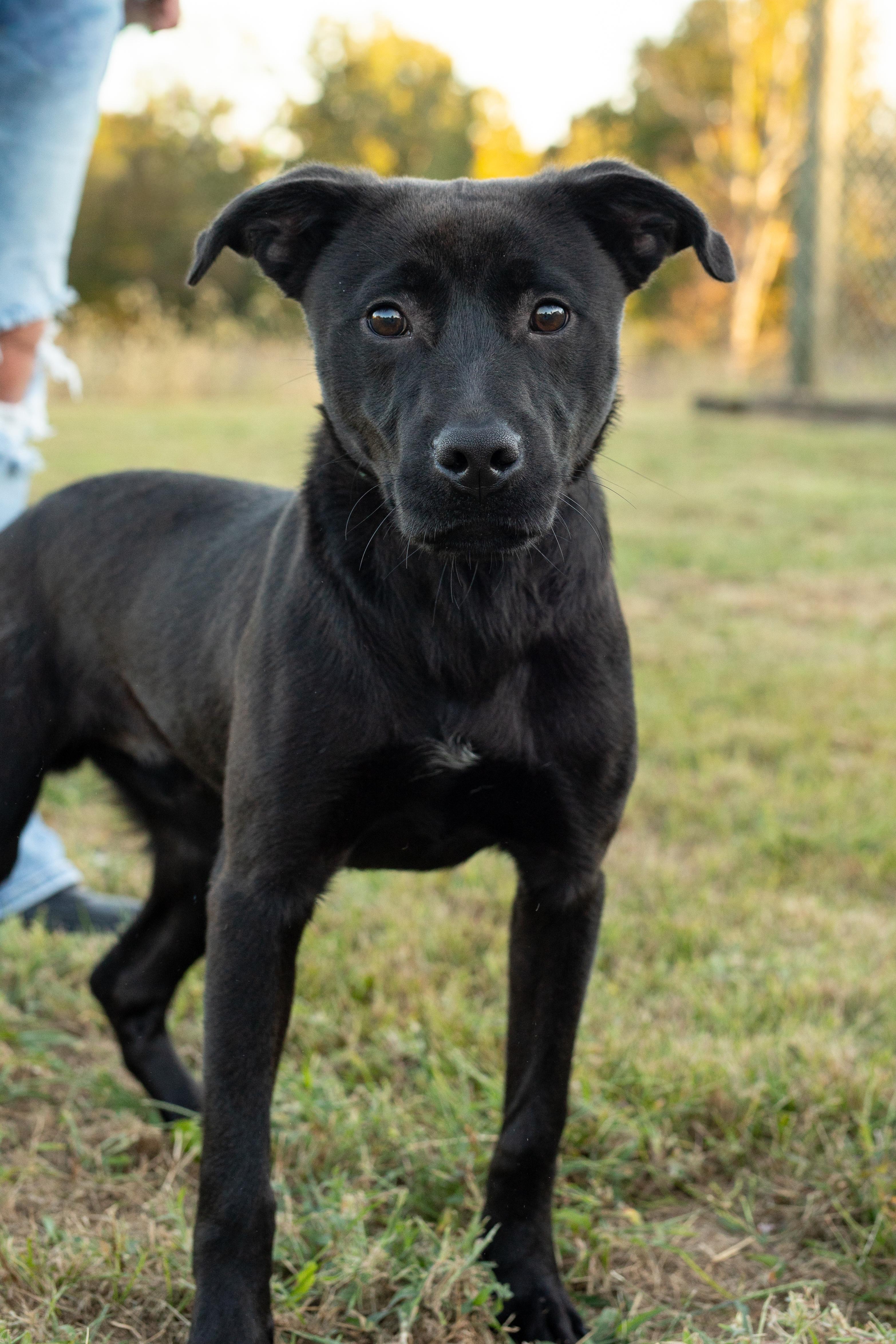 King, Adoptable, Young Male Black Labrador Retriever.